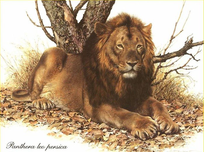 царь зверей - животные, лев - оригинал