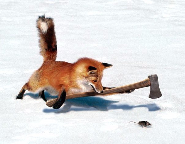 лисичка - оригинал