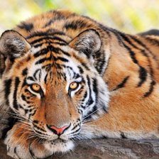 Схема вышивки «Тигр»