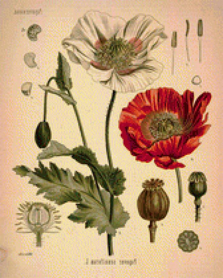 №1164785 - ботаника, маки - предпросмотр