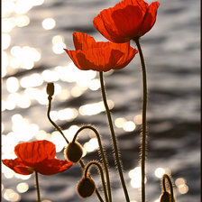 Схема вышивки «№1164792»