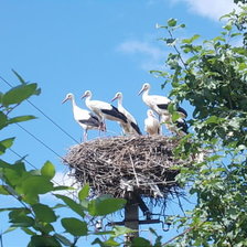 Схема вышивки «аисты 2»