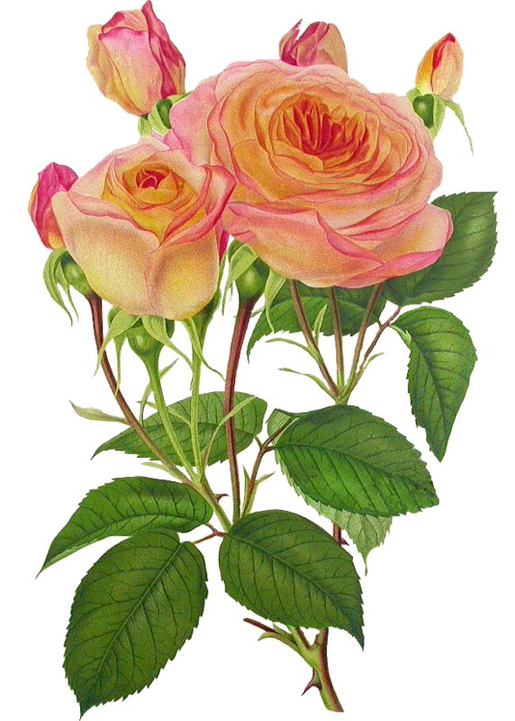 Роза чайная - букет, розы, розовый куст, панно, куст роз, панель, цветы - оригинал