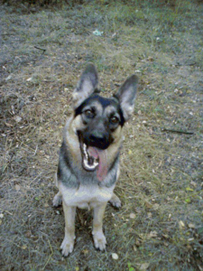 Лайма - предпросмотр