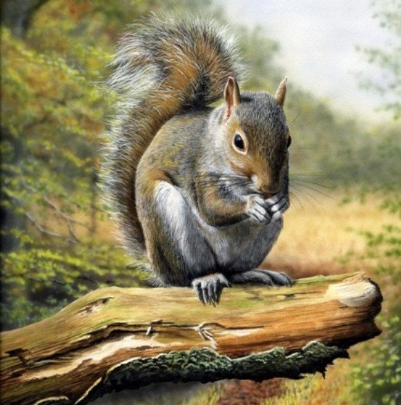 белочка - звери, природа, лес - оригинал