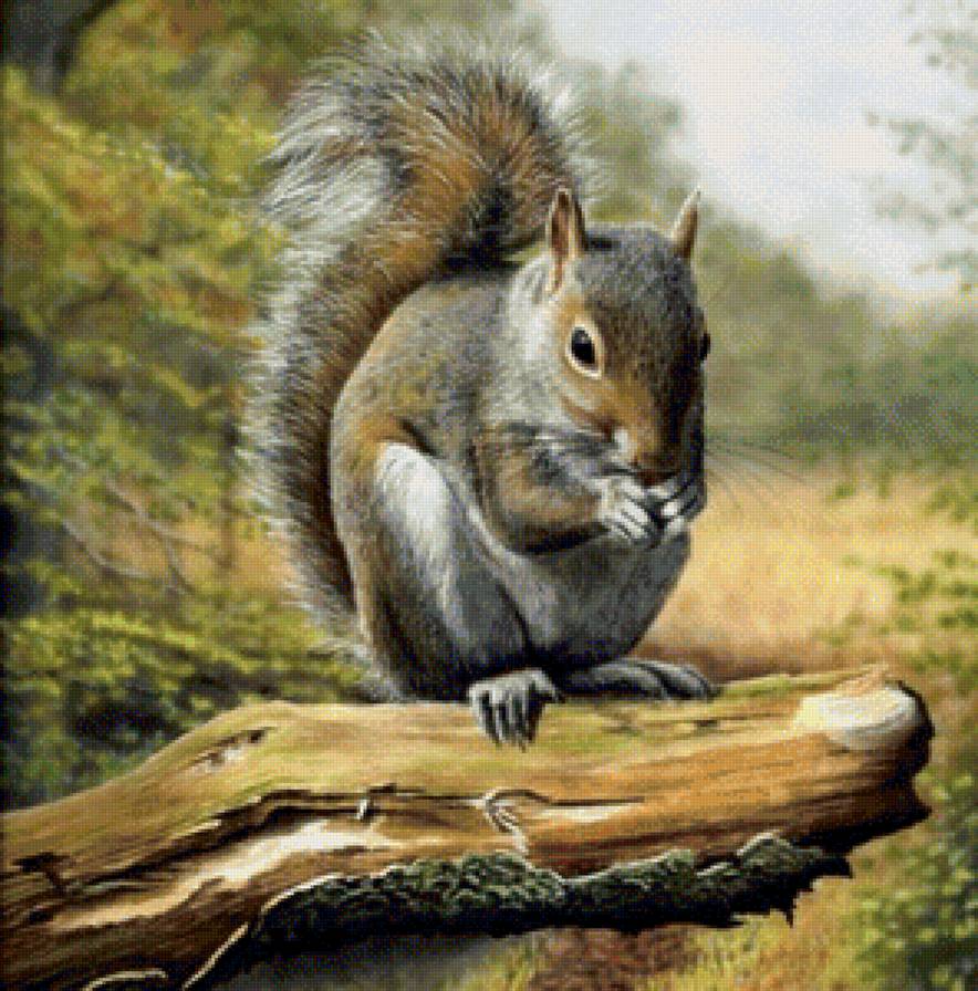 белочка - звери, природа, лес - предпросмотр