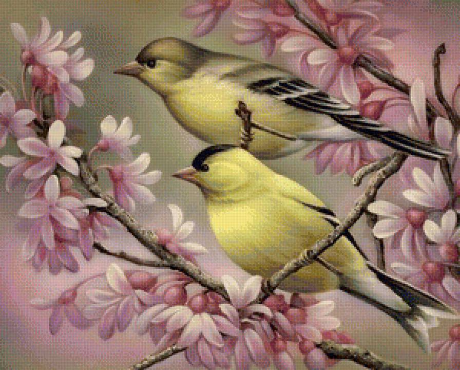 птички - птицы, природа - предпросмотр