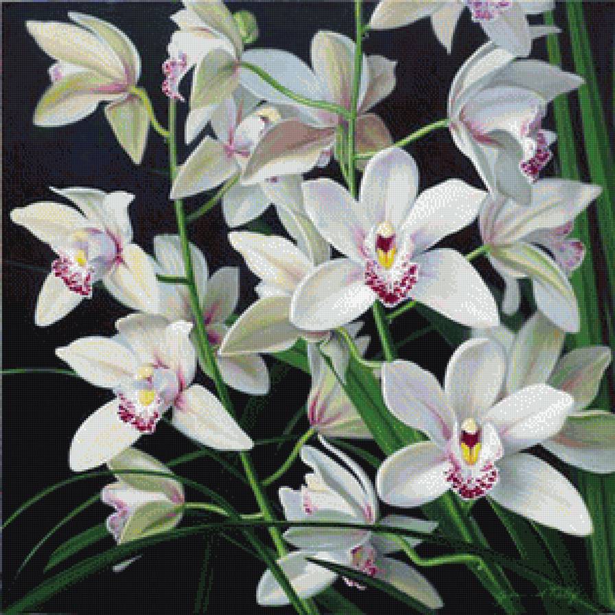 Белые орхидеи - букет, природа, цветы, белые цветы, орхидеи, живопись - предпросмотр