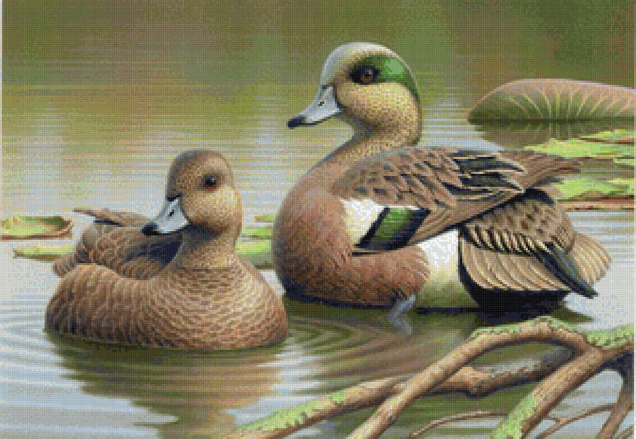 Сладкая парочка - птицы, живопись, сладкая парочка, животные, утки, озеро, природа - предпросмотр