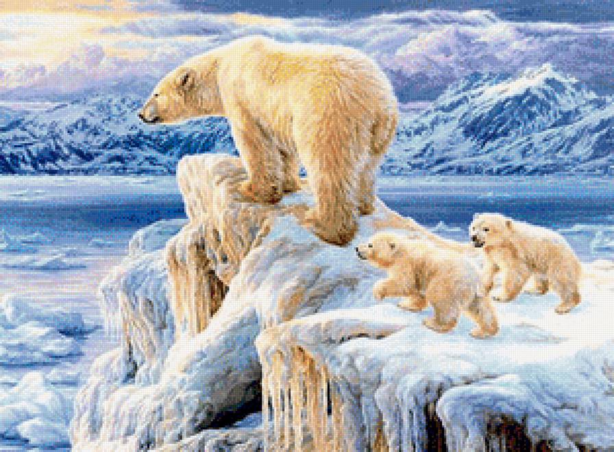 мишки на севере - медведи, природа, север, животные - предпросмотр