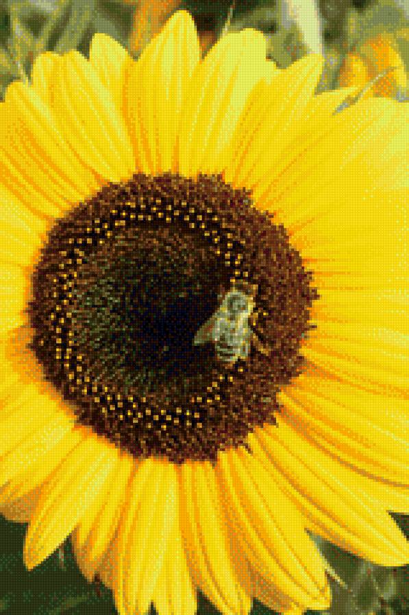 подсолнух - лето, цветок, муха - предпросмотр