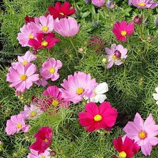 Схема вышивки «космея»