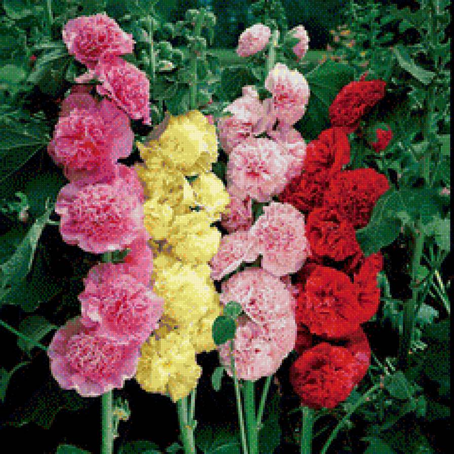 мальва - букет, цветы - предпросмотр