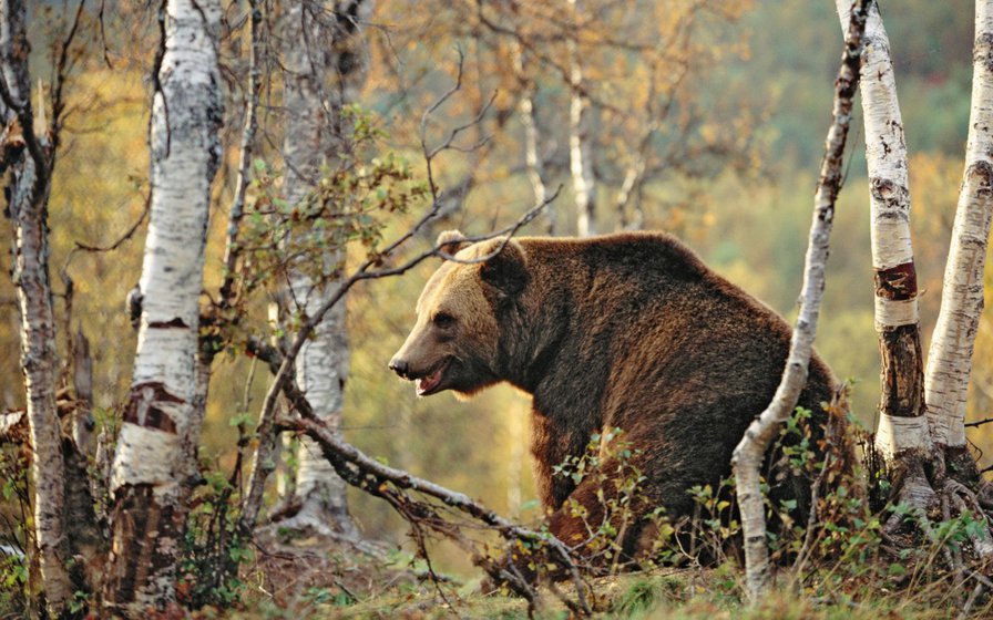 мишка русский - оригинал