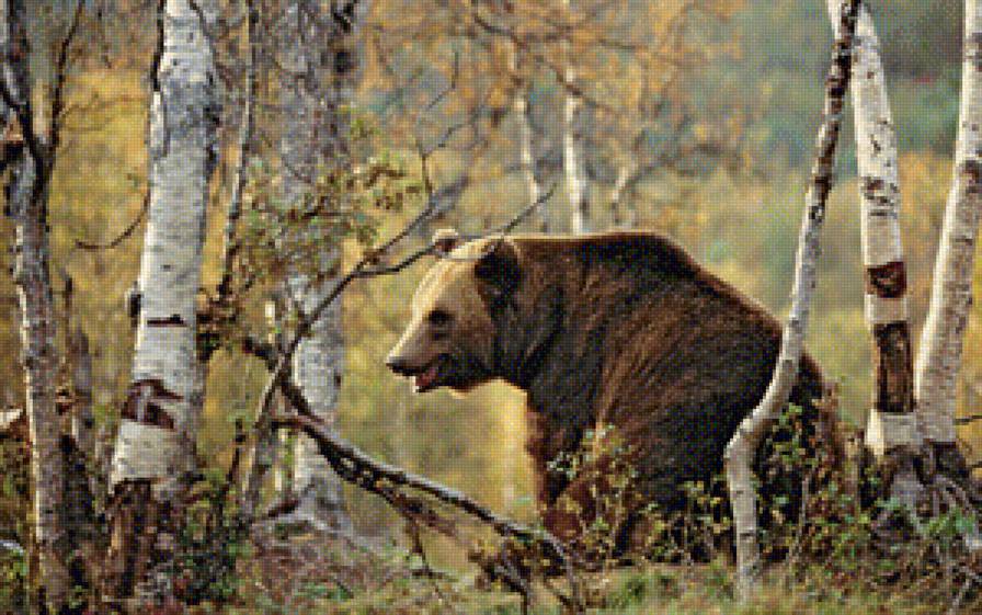 мишка русский - предпросмотр