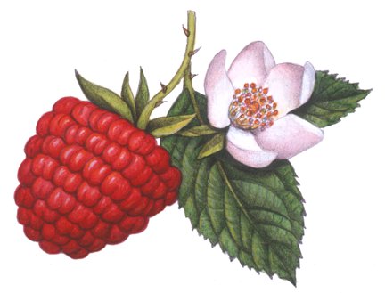 Малина - ягоды, на кухню, ягода - оригинал