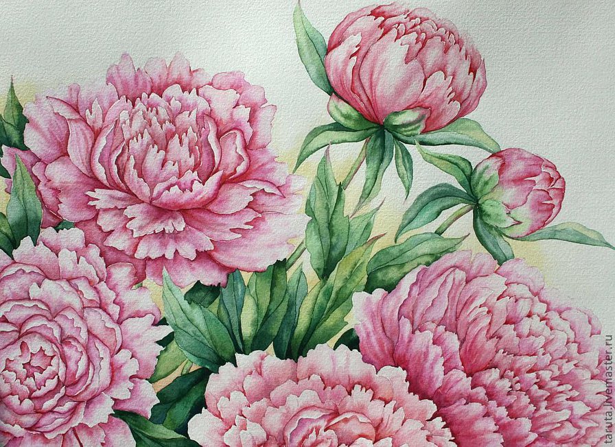 нежные пионы - оригинал