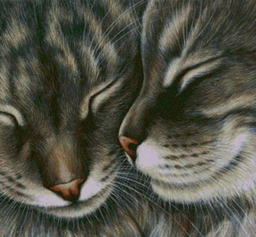 Котики - животные, котенок, коты, кот - предпросмотр