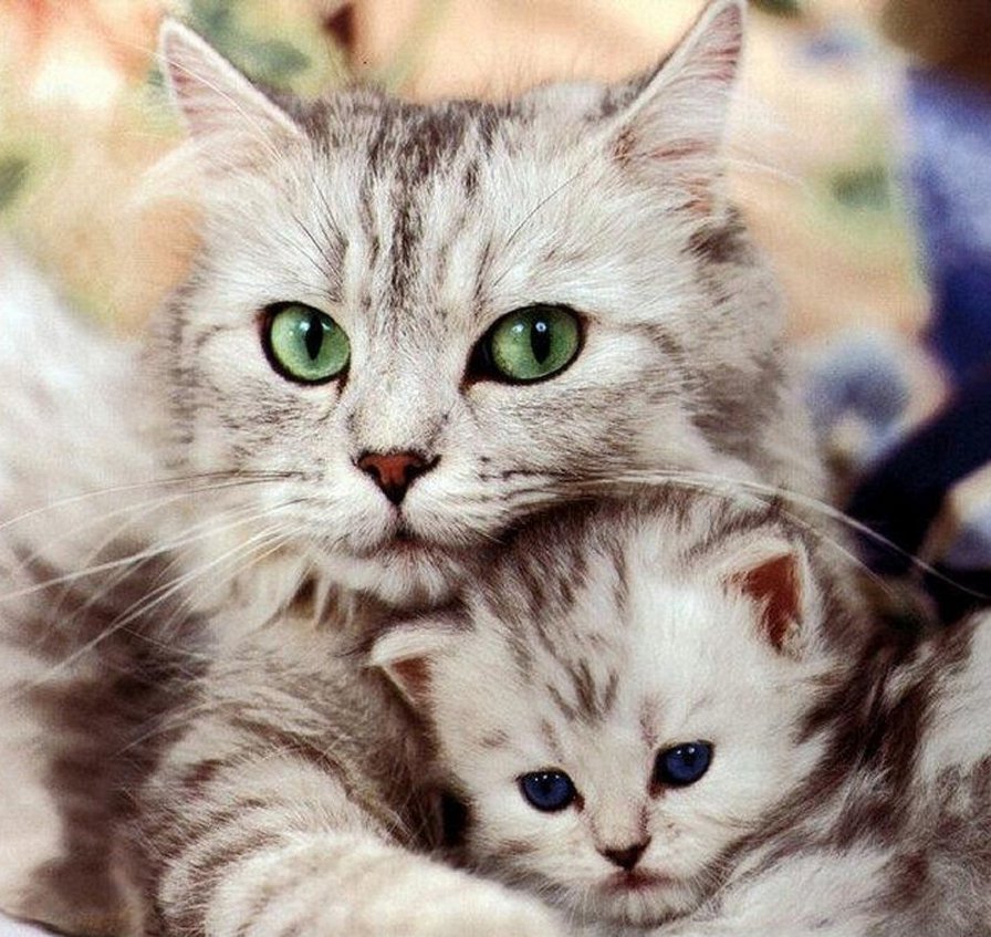 кошка с котенком - животные, кошки - оригинал