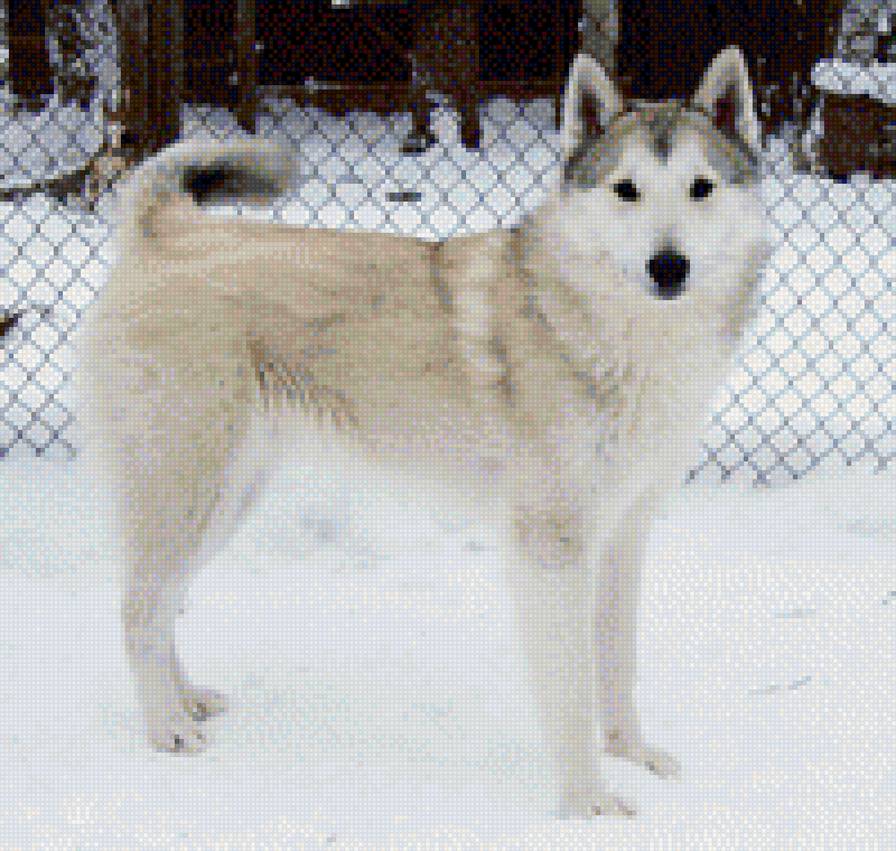 Лайка - лайка, зсл - предпросмотр