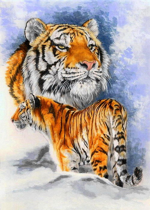 Тигр - хищник, дикие кошки, животные - оригинал