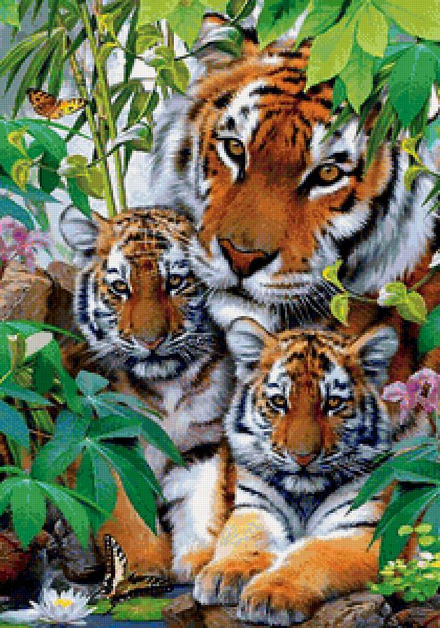 Семья тигров - животные, природа, дикие кошки, тигрята - предпросмотр