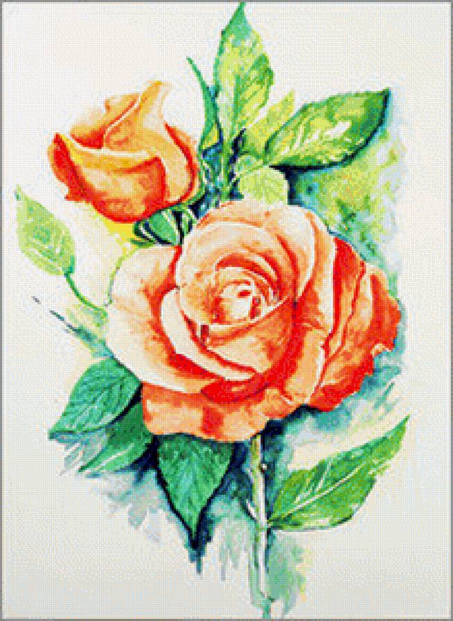 розы - букет, цветы, розы - предпросмотр