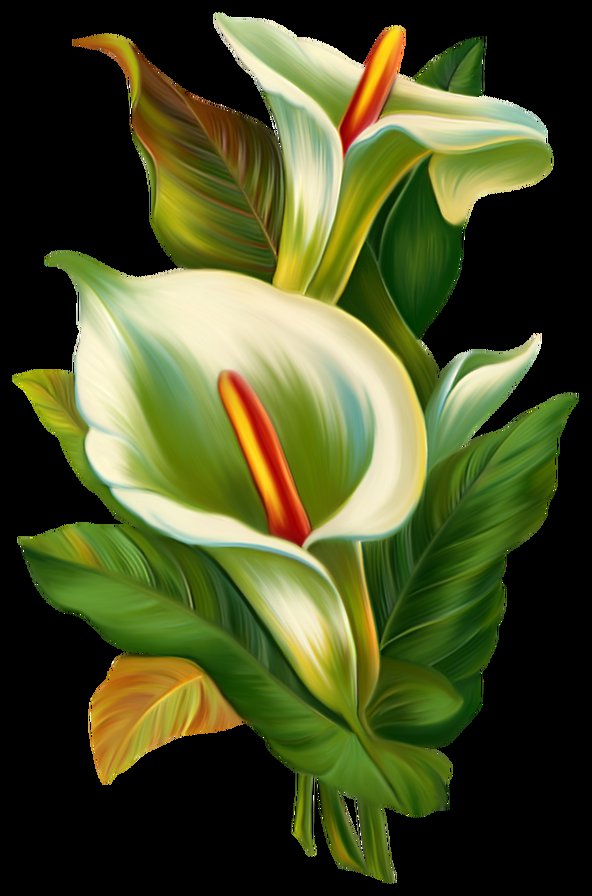 каллы - каллы, цветы - оригинал