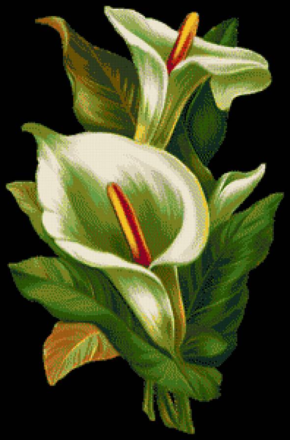 каллы - цветы, каллы - предпросмотр