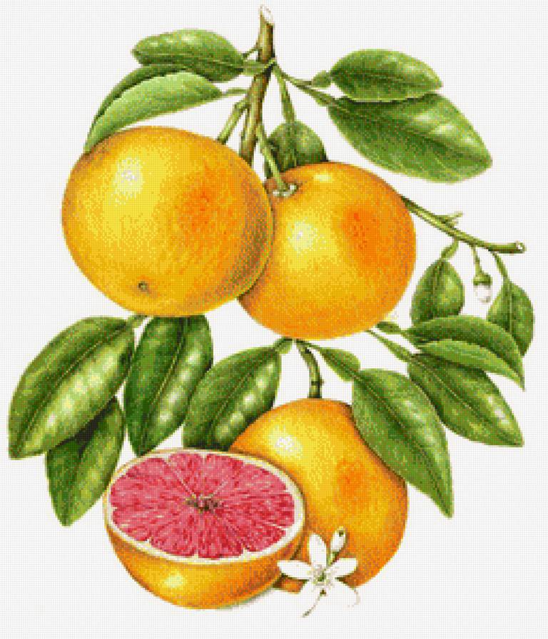 Грейпфрут - цитрус, на кухню - предпросмотр