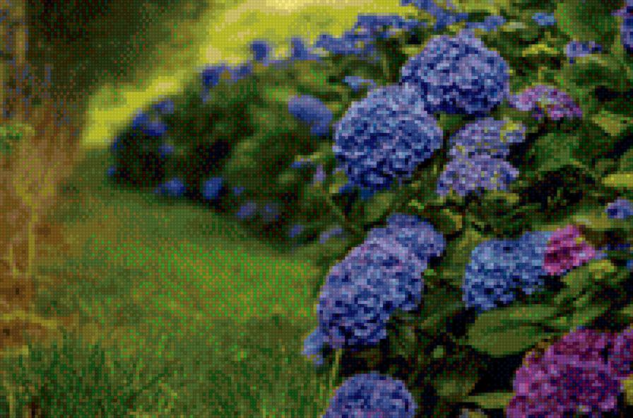 гортензия - предпросмотр