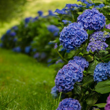 Схема вышивки «гортензия»