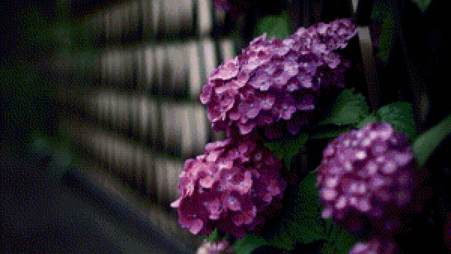 гортензия - предпросмотр