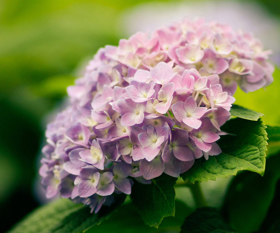 гортензия - оригинал