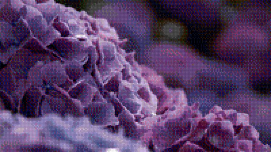 гортензия - предпросмотр