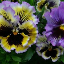 Схема вышивки «анютины глазки»