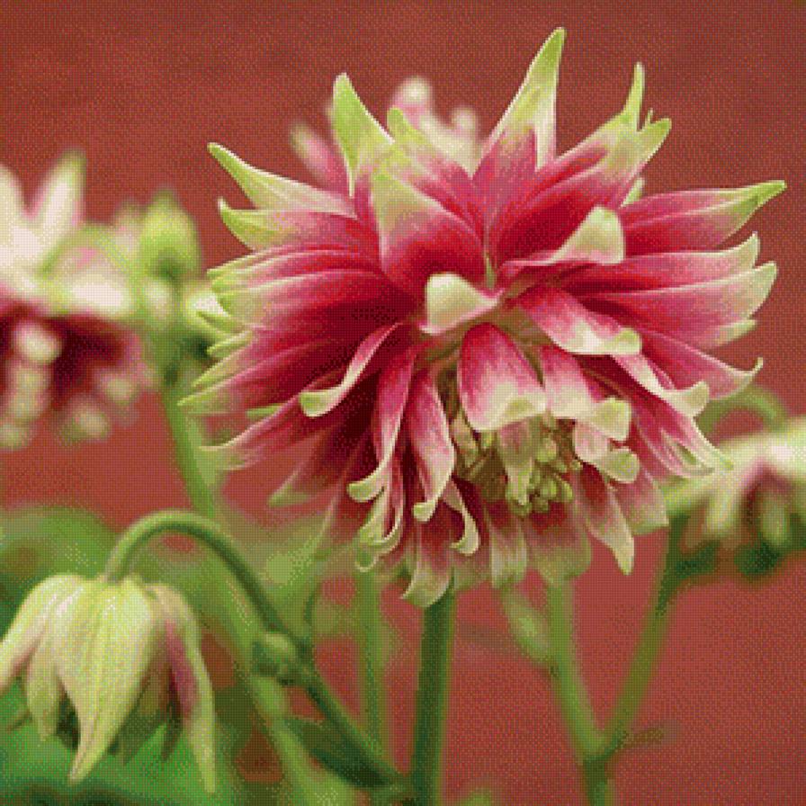 аквилегия - природа, подушки, цветы - предпросмотр