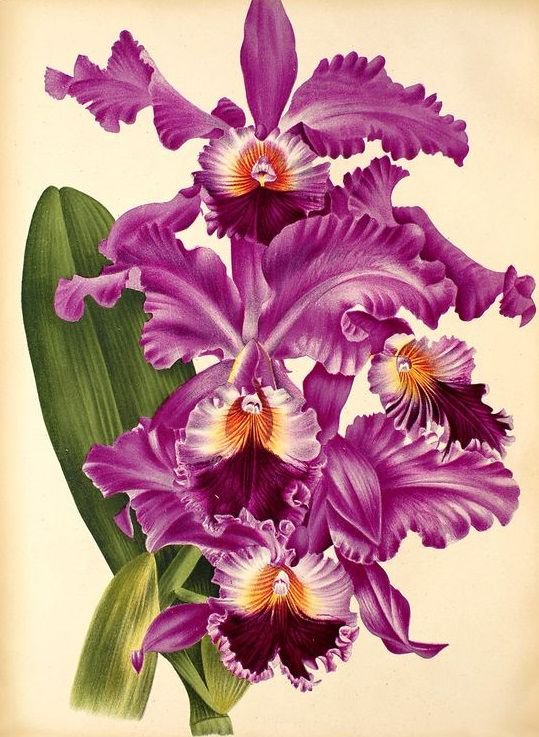 цветы - оригинал