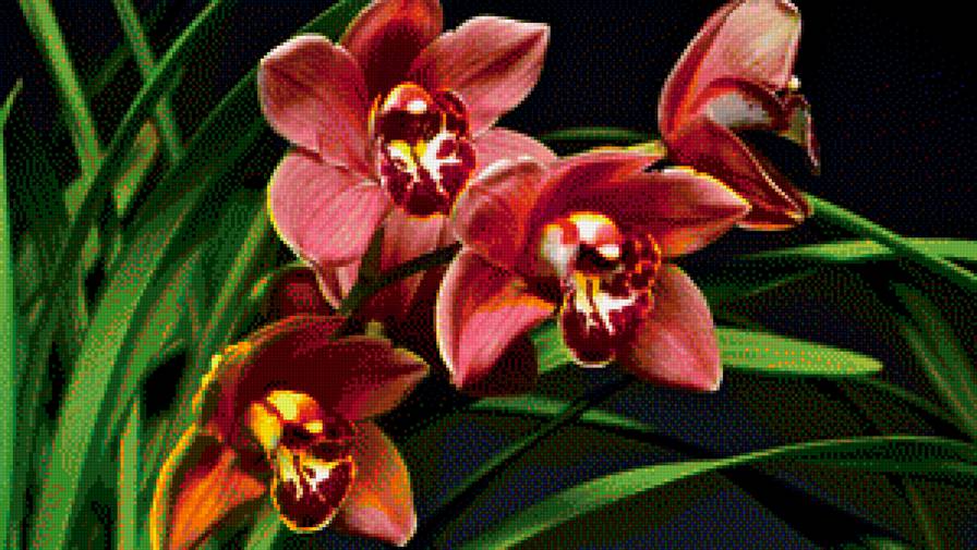 орхидеи - орхидея - предпросмотр