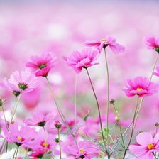 Схема вышивки «Цветы»