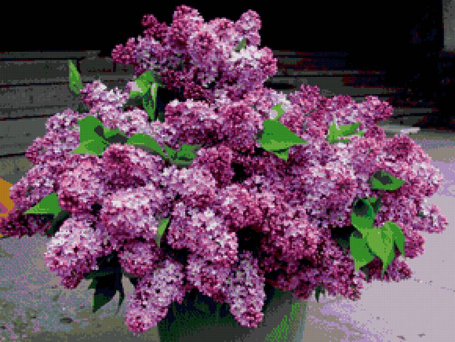 Сирень - сирень, цветы. - предпросмотр