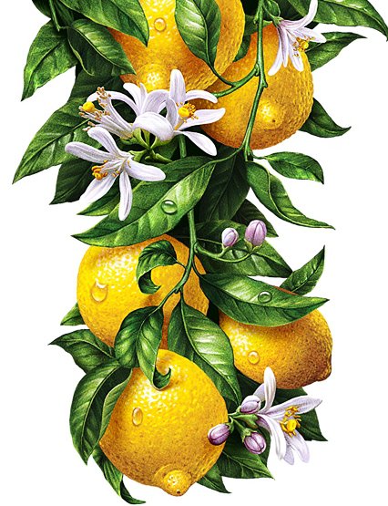 Лимоны - на кухню, лимон, цитрус - оригинал