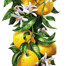 Оригинал схемы вышивки «Лимоны» (№1170661)