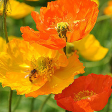 Схема вышивки «маки 1»