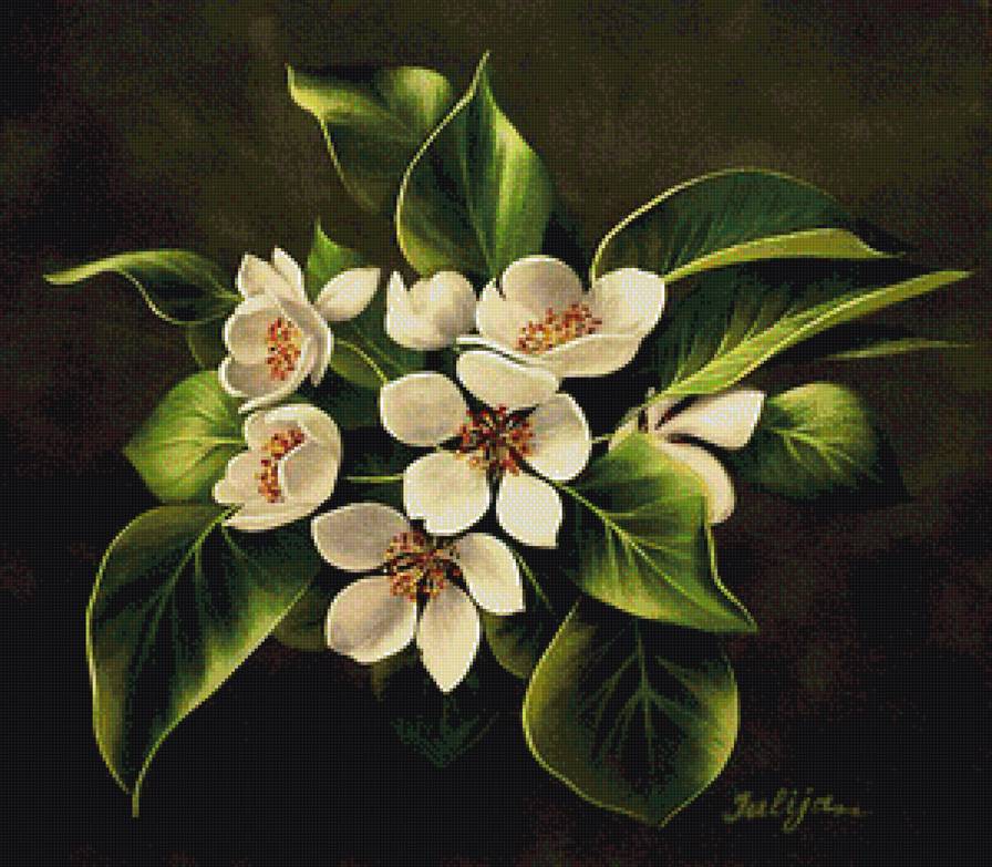 Яблоневый цвет - цветы, цветущая ветвь, яблоневый цвет - предпросмотр