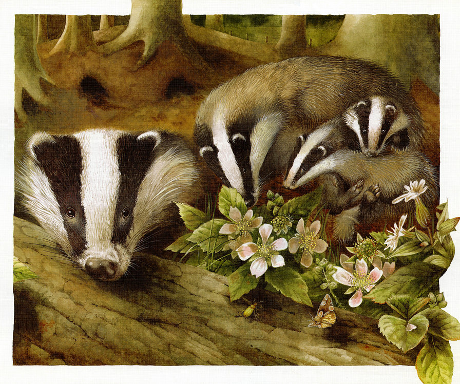 Барсучья семья - барсук - оригинал