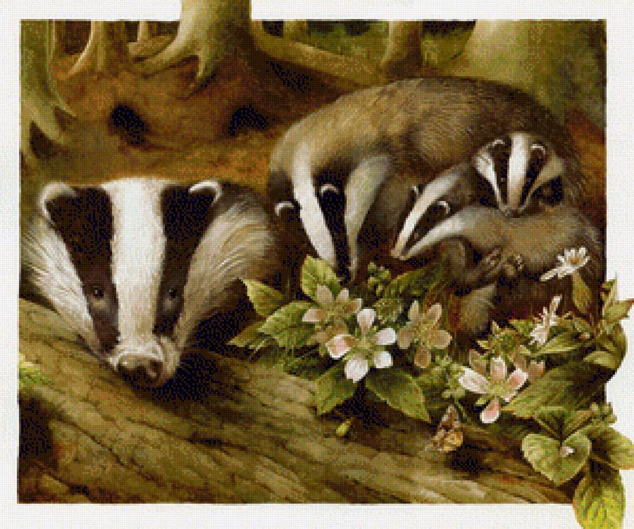 Барсучья семья - барсук - предпросмотр