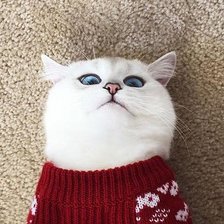 Схема вышивки «Шкодник»