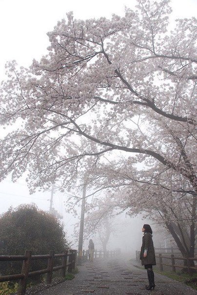 сакура - сакура, туман, япония, весна - оригинал