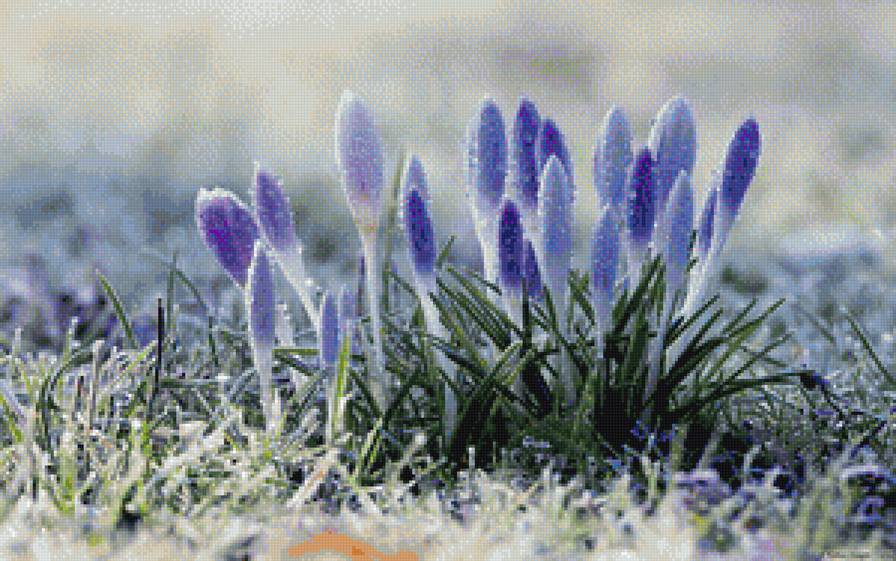 Молодые побеги - побеги, роса, цветы - предпросмотр